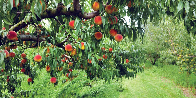 GeorgiaPeaches_092315-2