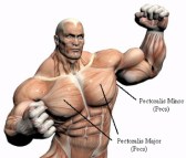 chest_muscles_422